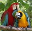 Macaws