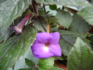 achimenes