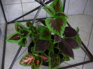 coleus