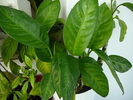 dieffenbachia