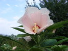 Hibiscus de gradina