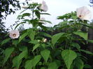 Hibiscus de gradina (moscheutos)