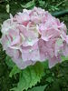 hortensie roz