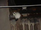 ESCAPADA NOCTURNA LA VECINI