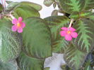 Episcia Pink Panther and Pinkiscia 1