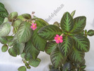 Episcia Pink Panther and Pinkiscia 2