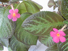 Episcia Pink Panther and Pinkiscia 3