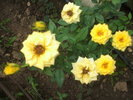 DSCF1043