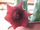 Huernia schneideriana - floare