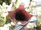 Huernia pendula dupa amiaza