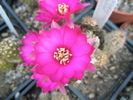 Chamelobivia cv. Zafira - floare