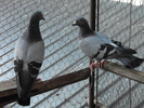 DSCF0191