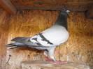 DSCF0195