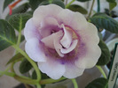 Gloxinia  Violet Mist 1