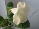 Gloxinia white dots Charles Lawn 4