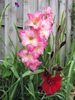 Gladiole 4 aug 2010 (1)