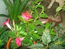 SANY1580