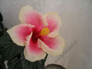 Hibiscus Yoder Camelia  1