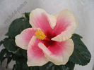 Hibiscus Yoder Camelia  3