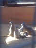 suricate