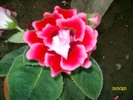 SANY8433