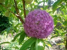 SANY8755