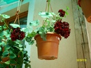 SANY8814