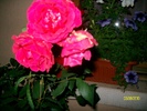 SANY8586