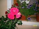 SANY8587