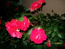 SANY8588