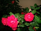 SANY8589