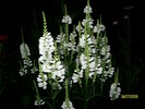 SANY4065