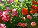 SANY0411