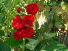 SANY0413