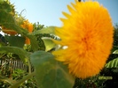 SANY5868