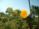 SANY5866