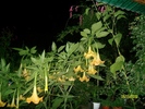 SANY5901