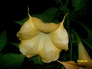 SANY5903