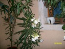 SANY5914