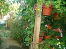 SANY6233