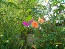 SANY5962
