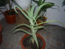 aloe