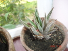 HAWORTHIA