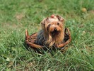 DOG51024