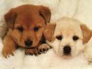 Dog-2Puppys-animal21