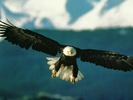 eagle41024
