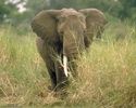 ELEFANT