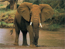 elephant1024