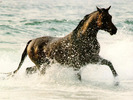 horse21024
