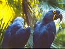 MACAW-1